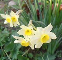 Narcissus_tazetta