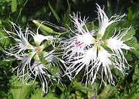 Dianthus_superbus1.jpg