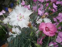 Dianthus_SpringBeaut.jpg