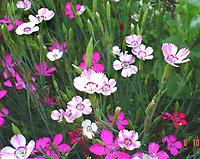 Dianthus_deltoides_gestr33.jpg