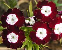 Dianthus barbatus