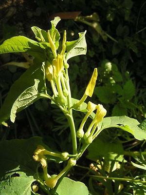 Aristolochia_clem.jpg