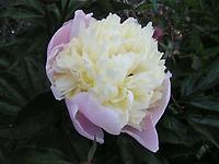 Paeonia_lactiflora