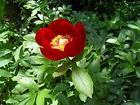 Paeonia_peregrina