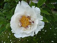 Paeonia_rockii