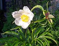 Paeonia_veitchii