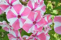 Phlox_maculata_Natascha