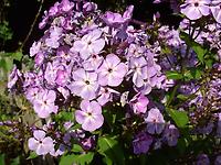 Staudenphlox