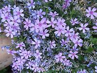 Phlox_subulata