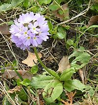 Primula_denticulata.jpg