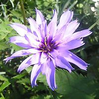 Catananche_caerulea.jpg