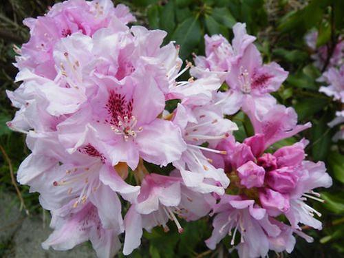 Rhododendron | Haus- und Gartenpflanzen | Natur im Austria-Forum