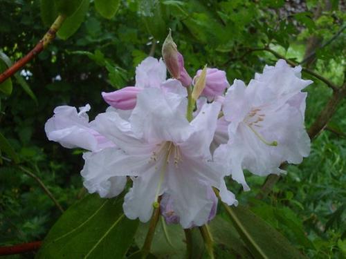 Rhododendron | Haus- und Gartenpflanzen | Natur im Austria-Forum