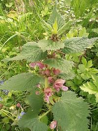 lamium_orvala