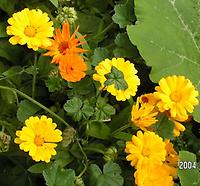 Calendula.jpg