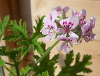 Pelargonium_graveolens