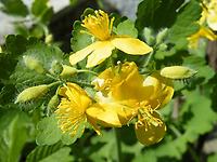 Chelidonium majus