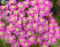 Achillea millefolium rot