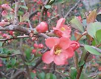 Chaenomeles japonica