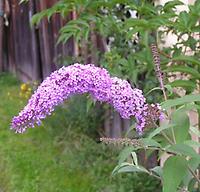 Buddleja