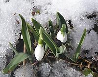 Galanthus