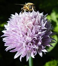 Allium_schoenoprassum