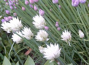 Allium_schoenopassum_weiß