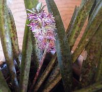 Eucomis_vandermerwei