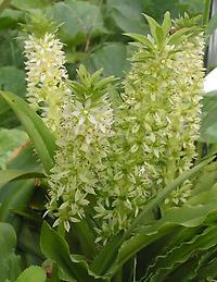 Eucomis_bicolor_alba