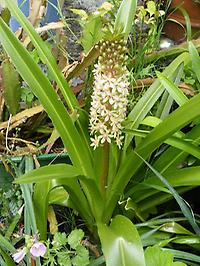 Eucomis_pole_evansii1