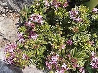 Daphne_striata