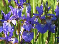 Iris_sibirica