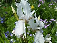 Iris_sibirica_Alba