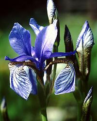 Iris_sibirica