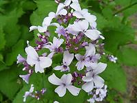 Lunaria_rediviva