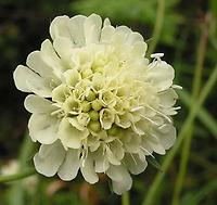 Scabiosa_ochroleuca