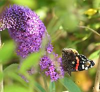 Buddleia_Kaisermantel