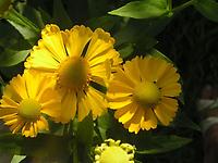 Heliopsis helianthoides