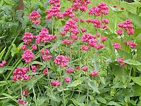 Centranthus_ruber