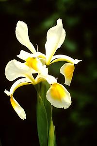 Iris_ochroleuca