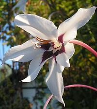 Acidanthera bicolor