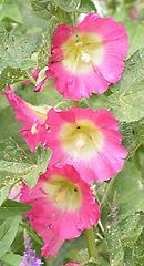 alcea_mit_Auge