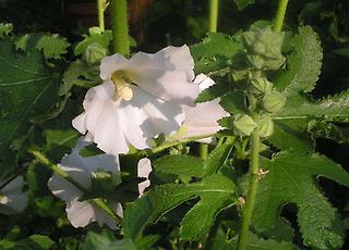 Alcea_ficifolia