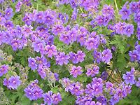 Geranium_magnificum