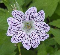 Geranium_nodosum