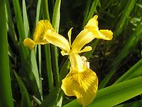 Iris_pseudacorus