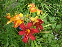 Hemerocallis