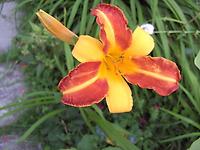 Hemerocallis_frans_hals