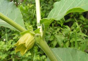 Atropa_belladonna_lutea