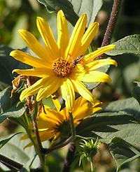 Helianthus_tuberosus